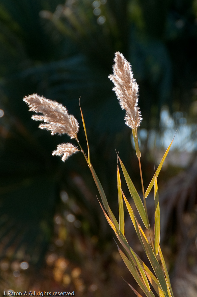 Fuzzy   Coachella Valley Preserve, California