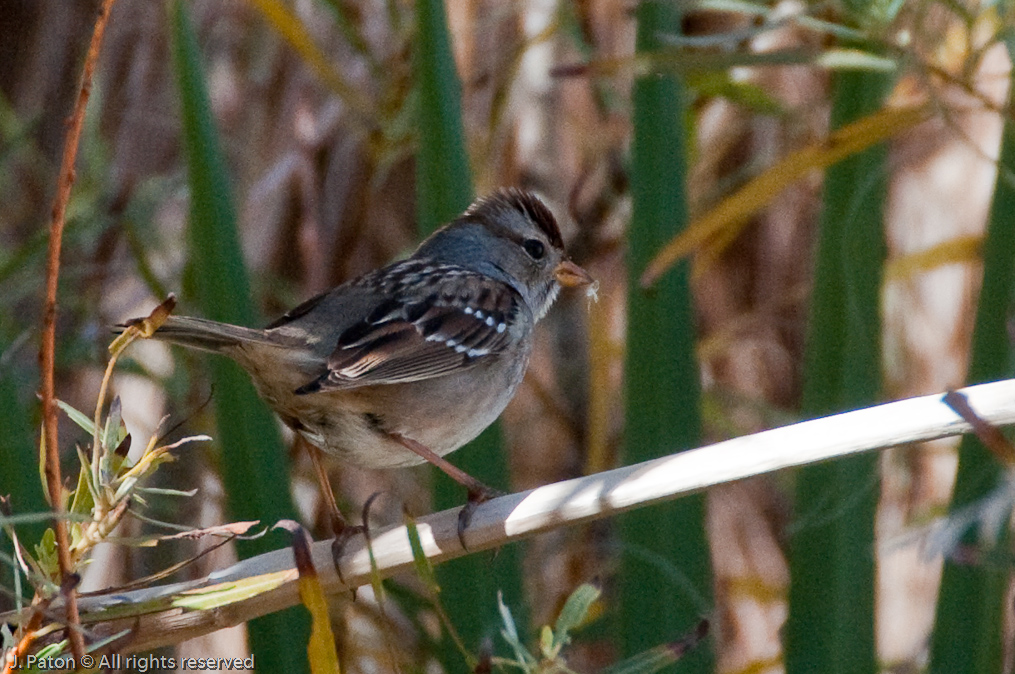 Another Bird   Coachella Valley Preserve, California