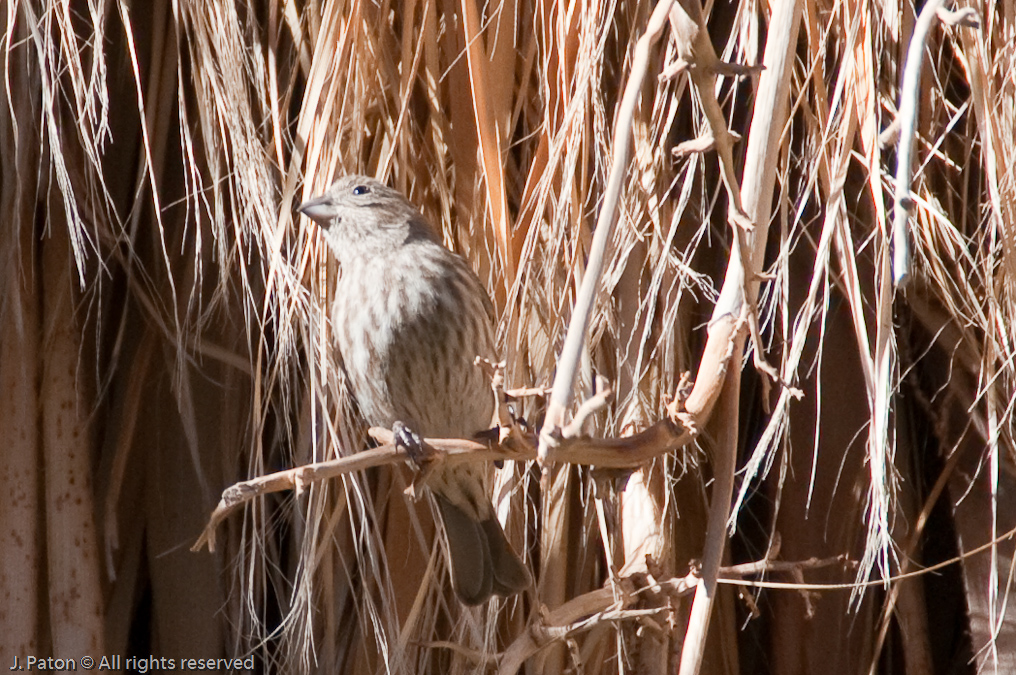 Grosbeak?   Coachella Valley Preserve, California