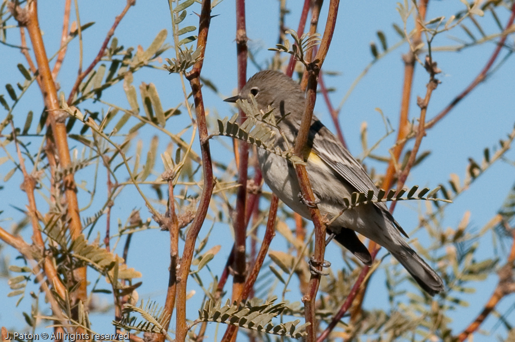 Unknown Bird   Sonny Bono Salton Sea National WIldlife Refuge, California