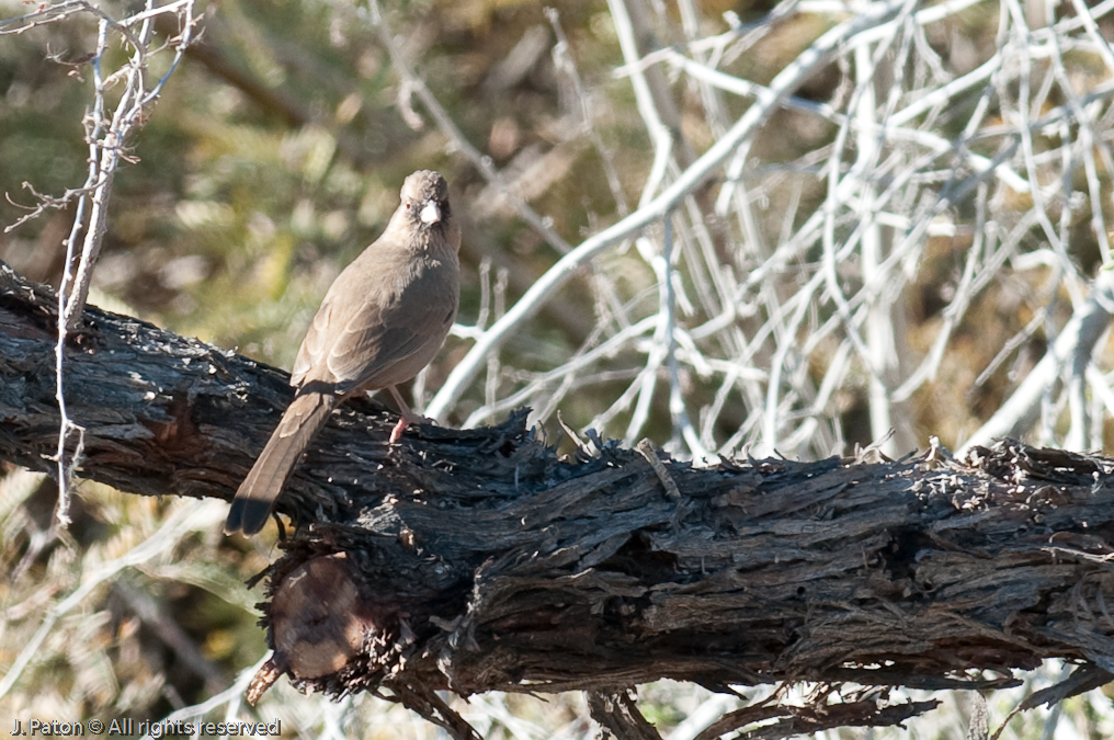 Unknown Bird   Rock Hill Trail, Sonny Bono Salton Sea National WIldlife Refuge, California