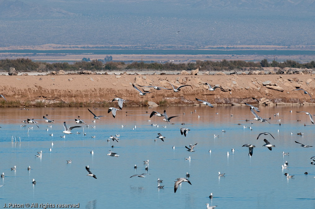 Spooked   Rock Hill Trail, Sonny Bono Salton Sea National WIldlife Refuge, California