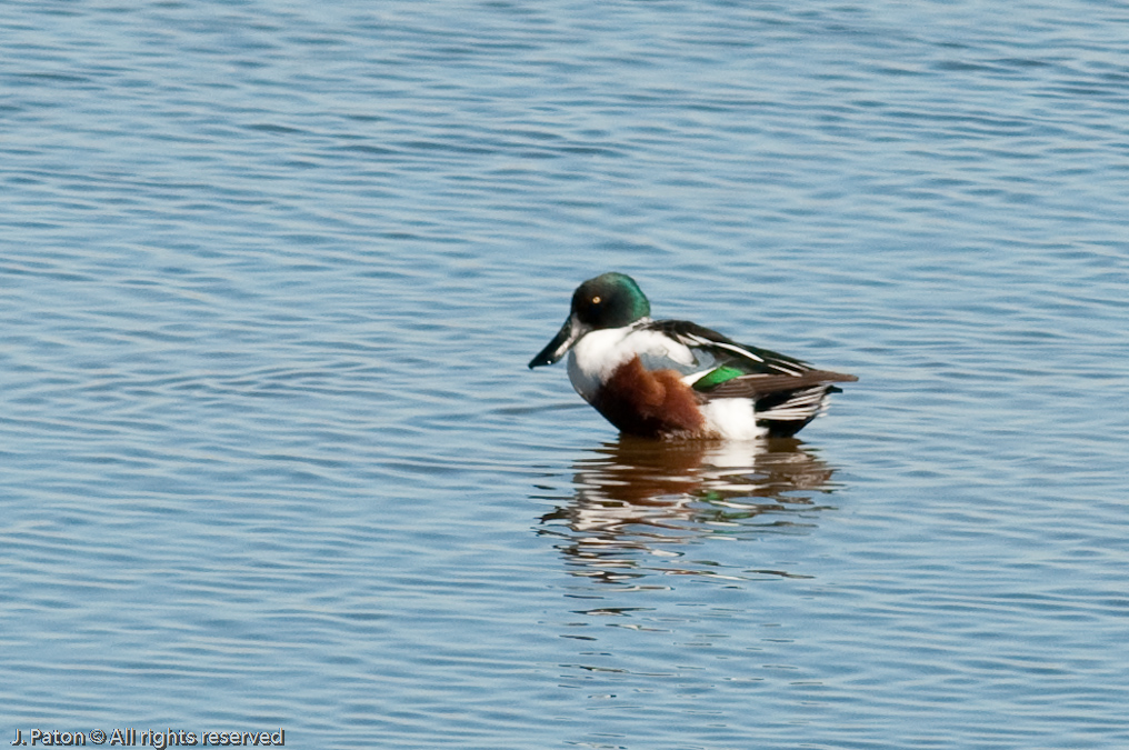 Northern Shoveler   Rock Hill Trail, Sonny Bono Salton Sea National WIldlife Refuge, California