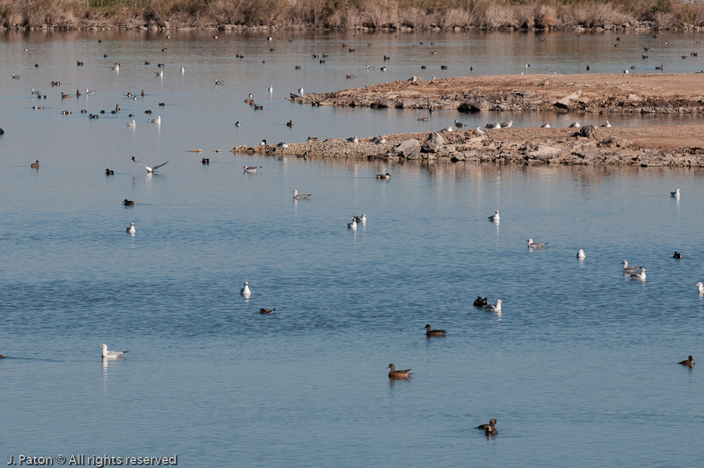 Birds Everywhere   Rock Hill Trail, Sonny Bono Salton Sea National WIldlife Refuge, California