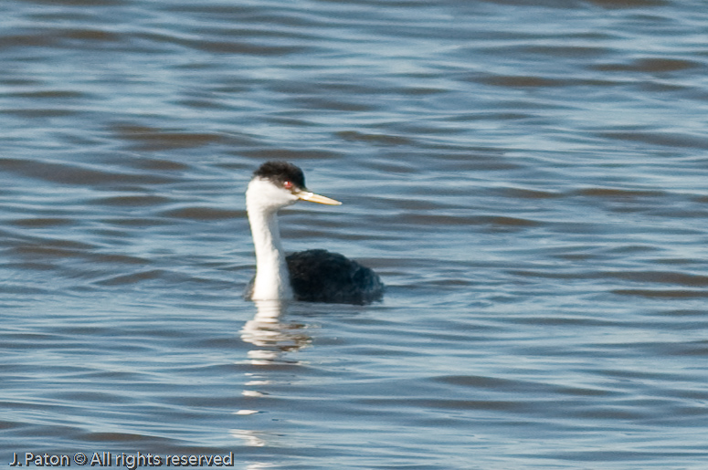 Western Grebe   Rock Hill Trail, Sonny Bono Salton Sea National WIldlife Refuge, California