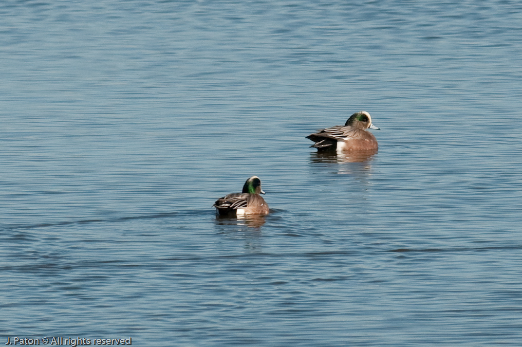 American Wigeon   Rock Hill Trail, Sonny Bono Salton Sea National WIldlife Refuge, California