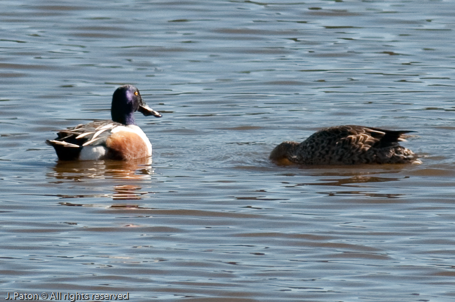 Northern Shoveler?   Rock Hill Trail, Sonny Bono Salton Sea National WIldlife Refuge, California