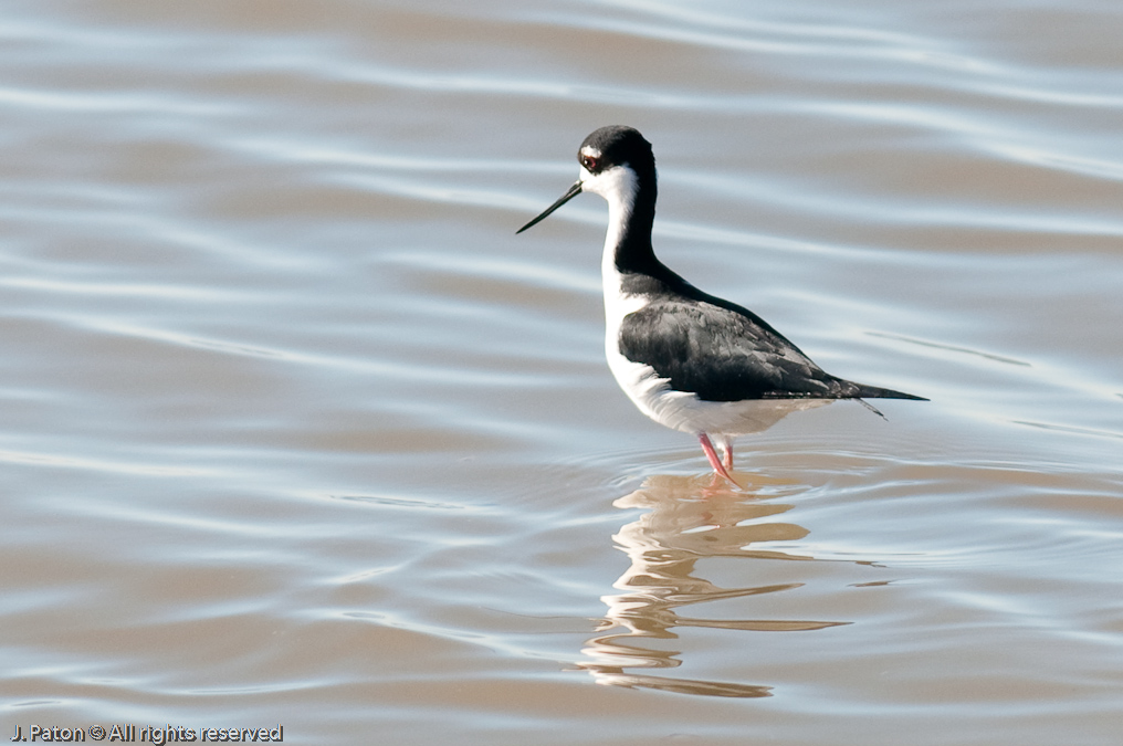 Black-necked Stilt   Rock Hill Trail, Sonny Bono Salton Sea National WIldlife Refuge, California