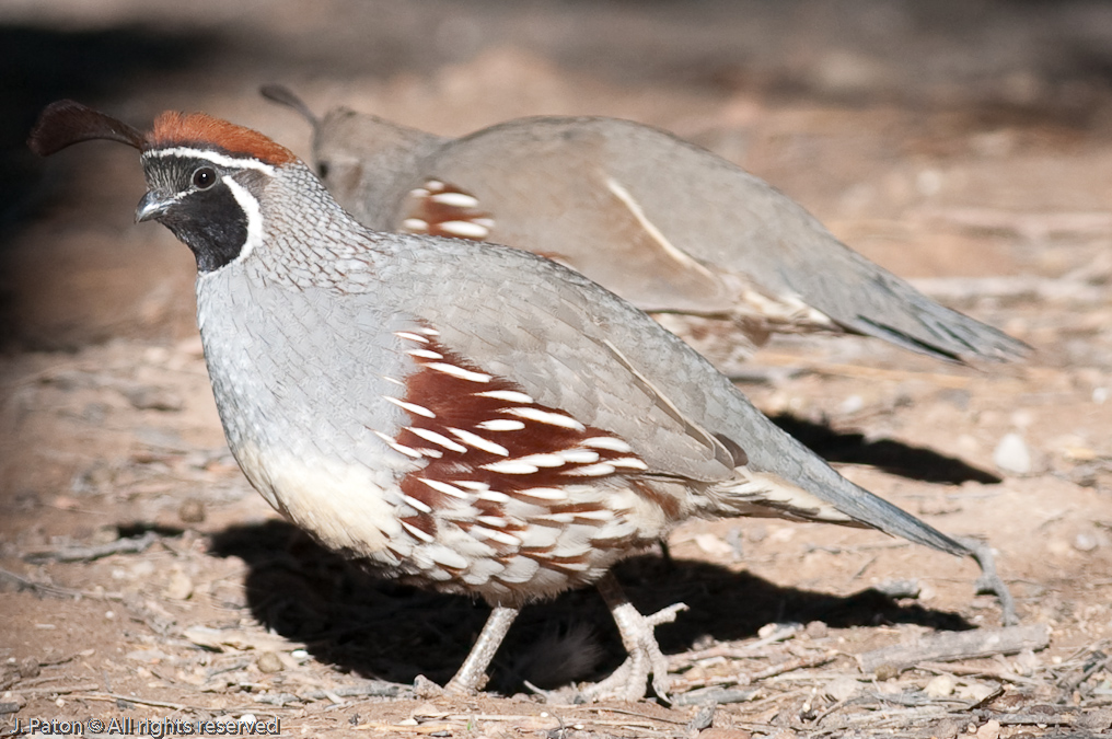 Gambel's Quail   Sonny Bono Salton Sea National WIldlife Refuge, California