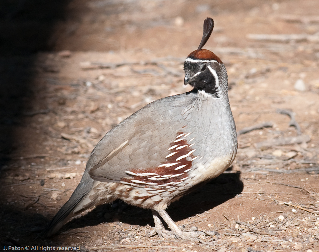 Gambel's Quail   Sonny Bono Salton Sea National WIldlife Refuge, California