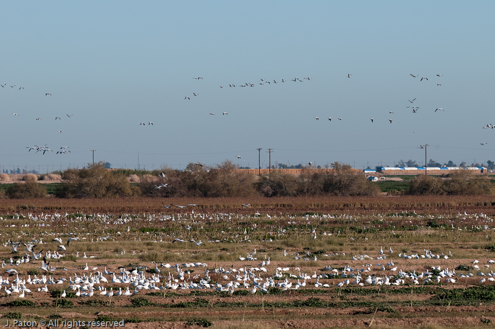 From The Observation Platform   Unit 1 Area, Sonny Bono Salton Sea National WIldlife Refuge, California