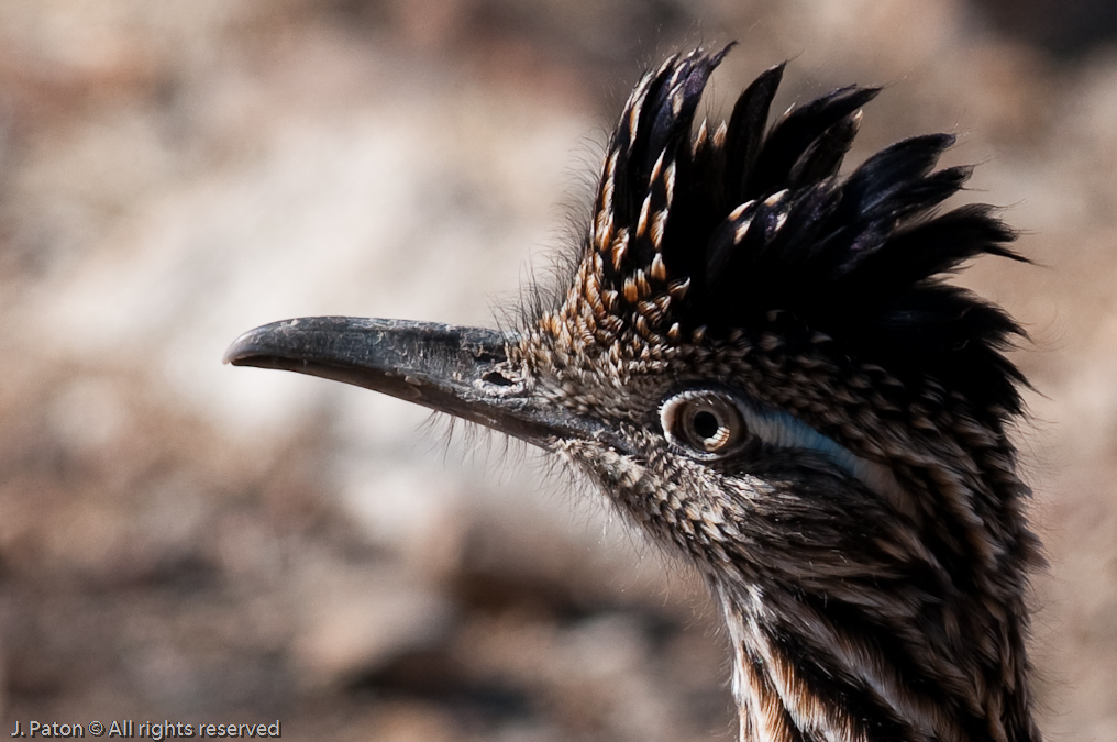 Roadrunner   Arizona-Sonora Desert Museum, Tucson, Arizona