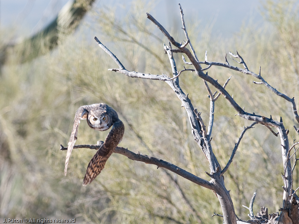 Great Horned Owl   Arizona-Sonora Desert Museum, Tucson, Arizona