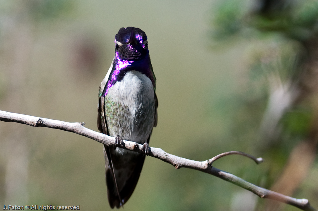 Hummingbird Exhibit   Arizona-Sonora Desert Museum, Tucson, Arizona