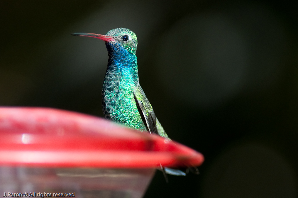 Broad-billed Hummingbird  