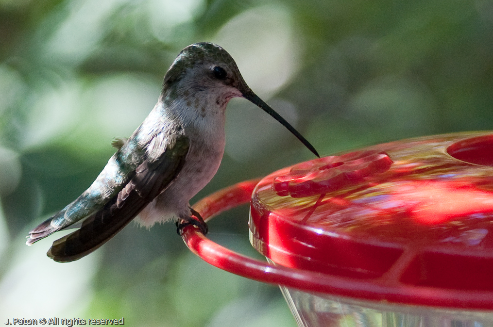 Unknown Hummingbird   Arizona-Sonora Desert Museum, Tucson, Arizona