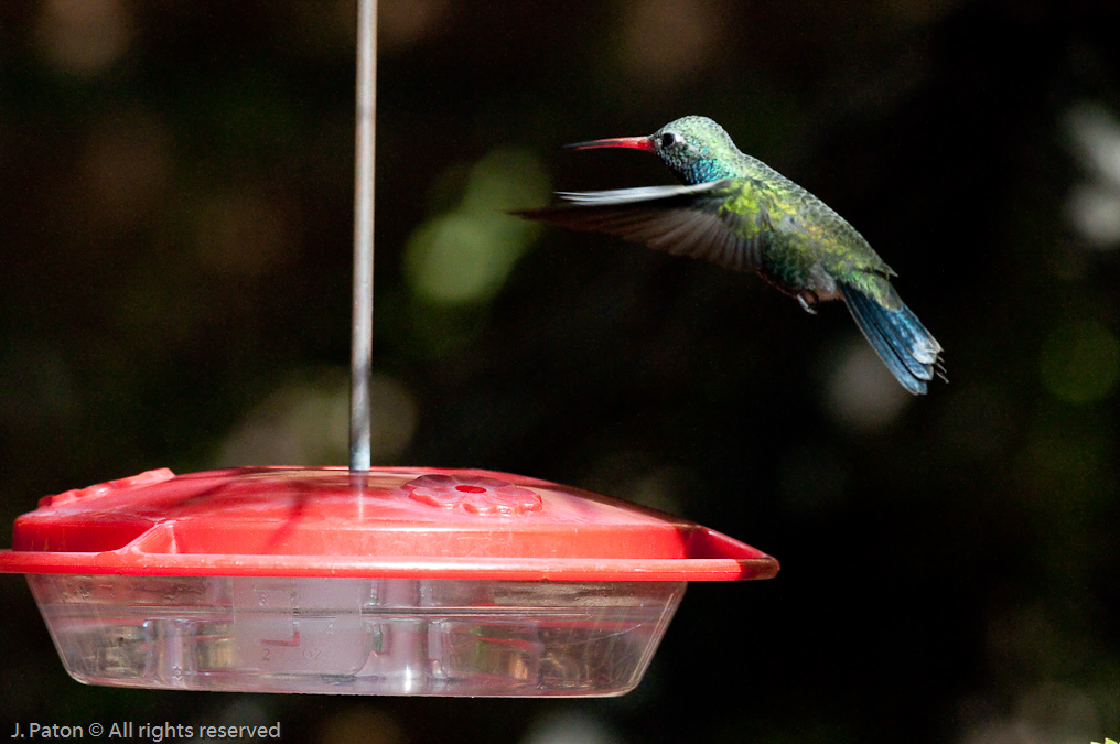 Broad-billed Hummingbird  