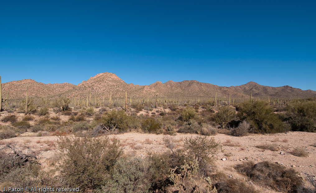 Saguaro View   Saguaro National Park, Arizona