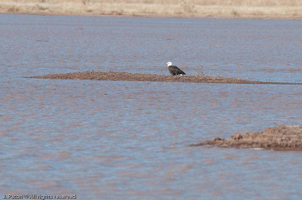 Eagle Keeping an Eye on the Sandhill Cranes   Whitewater Draw Wildlife Area, Arizona