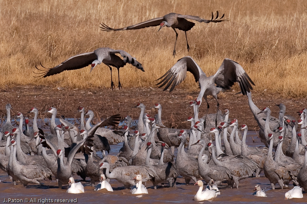 Landing Closeup   Whitewater Draw Wildlife Area, Arizona