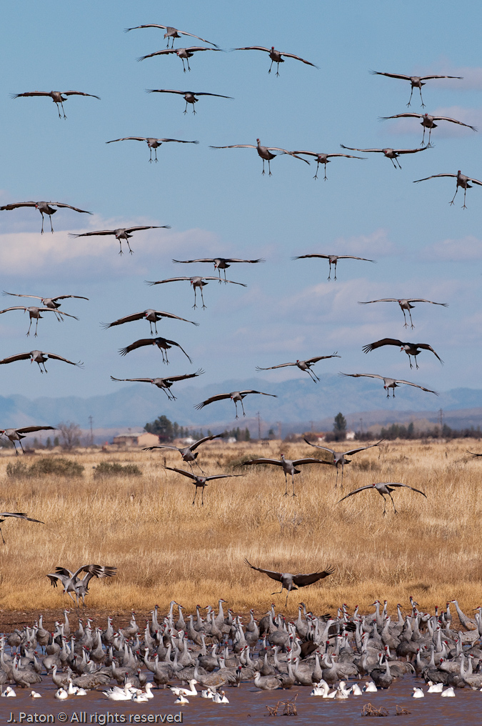 More Incoming   Whitewater Draw Wildlife Area, Arizona