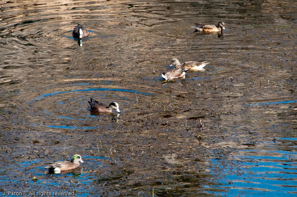 American Wigeon   Montezuma Well, Montezuma Castle National Monument, Arizona