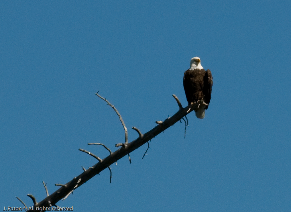 Bald Eagle   Yellowstone National Park