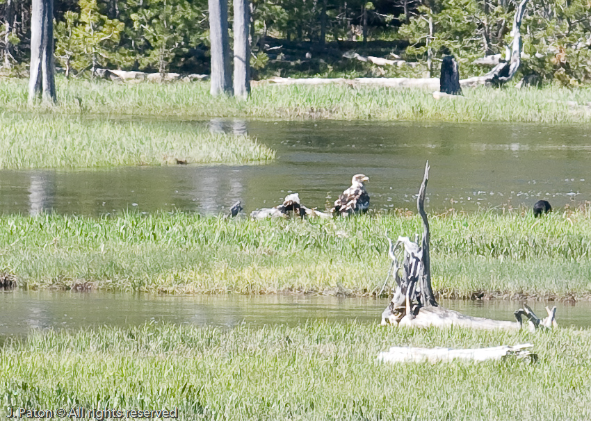 Immature Bald Eagle   Yellowstone National Park