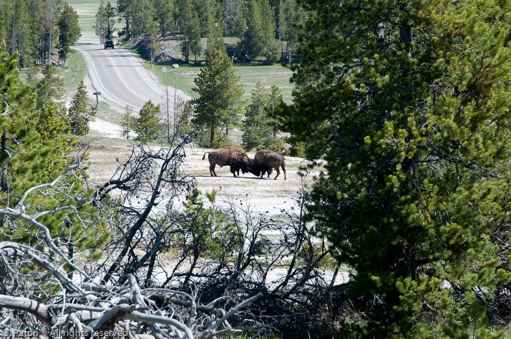 Bison   Fountain Paint Pots Area, Yellowstone National Park