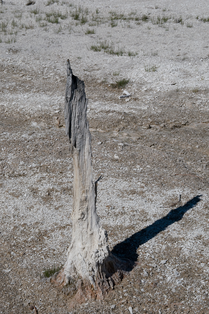 Regularly Photographed Stump  