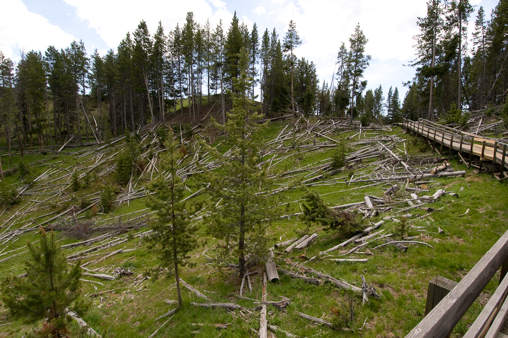 Dead Trees Near Boardwalk   Mud Volcano Area, Yellowstone National Park