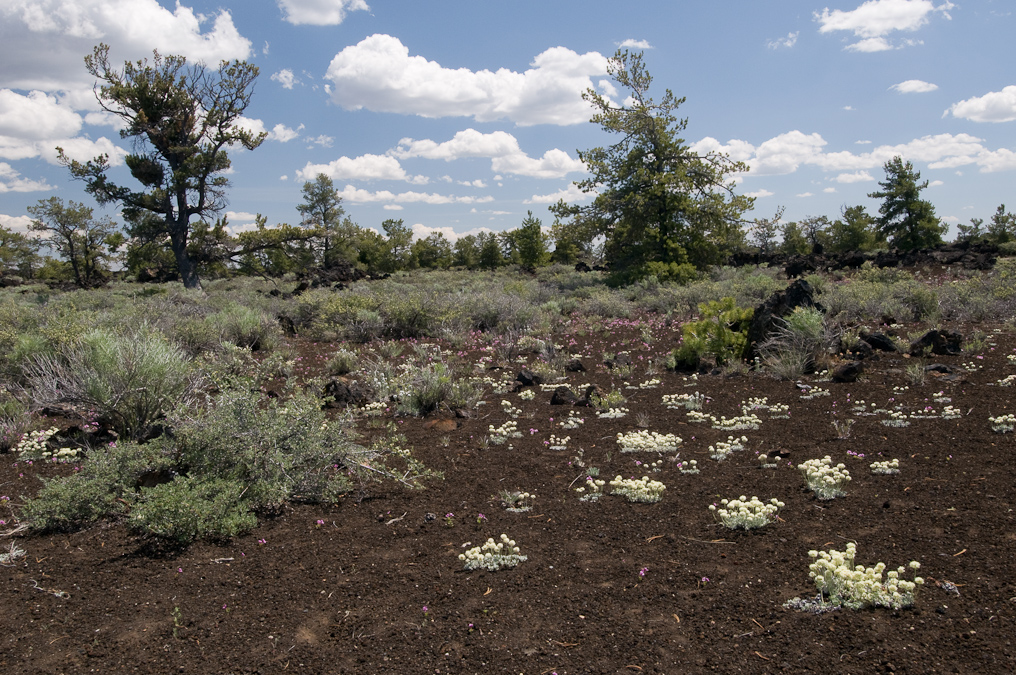 Devil's Orchard Trail   Craters of the Moon National Monument