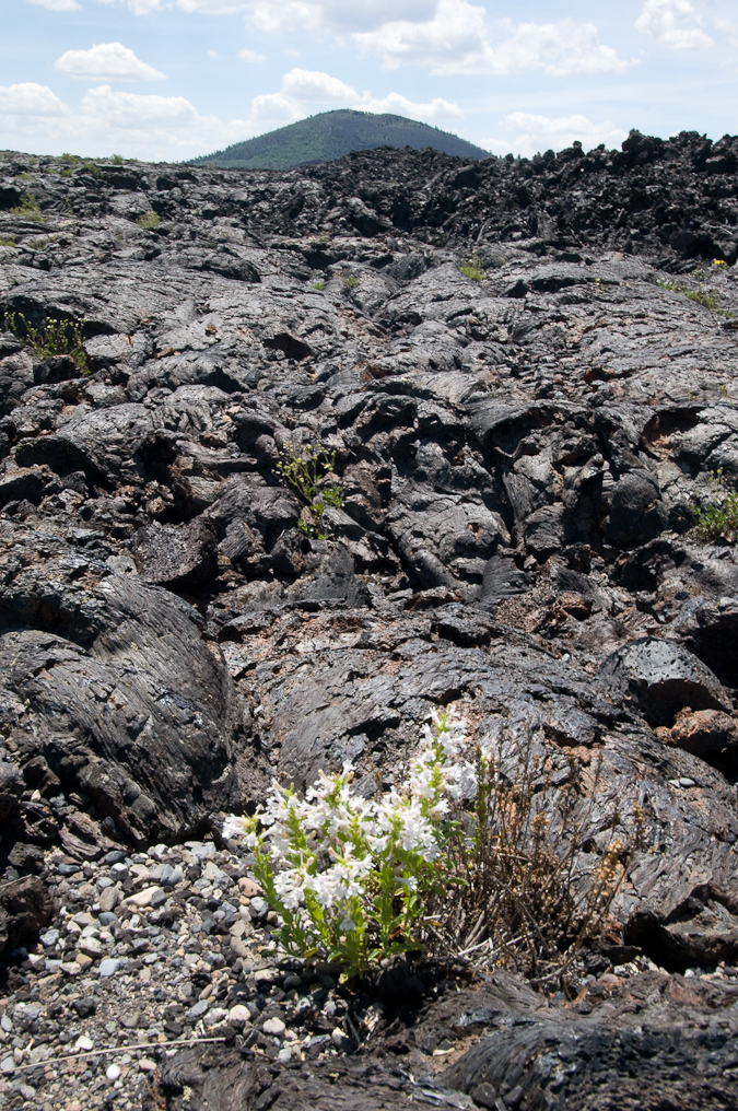 More Flowers   Craters of the Moon National Monument