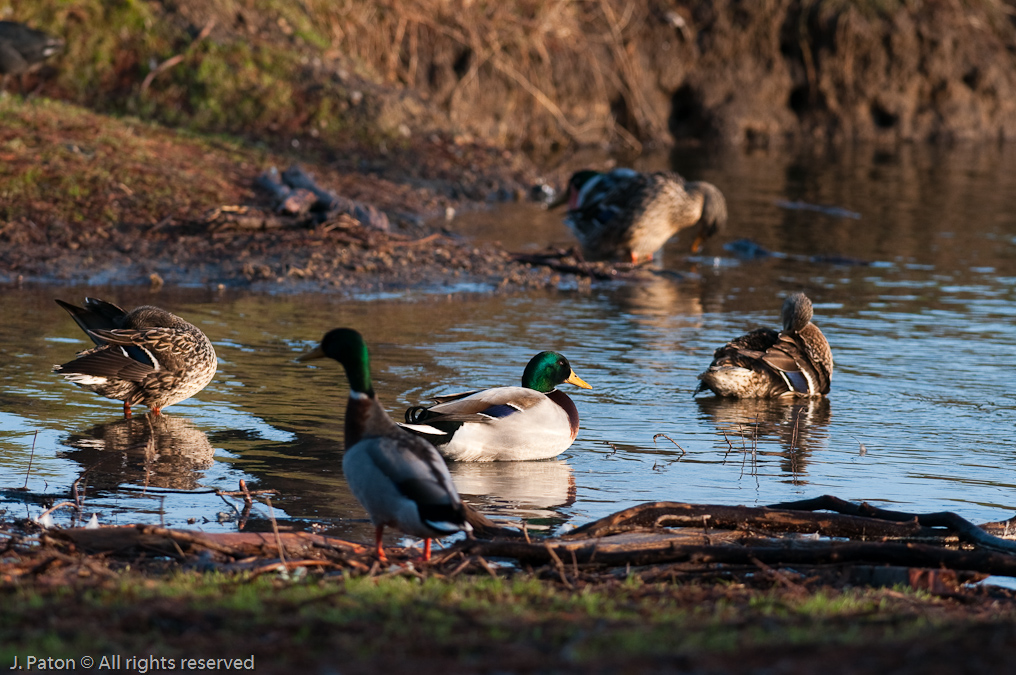 Mallard Ducks in Pond   Near Reelfoot Lake, Tennessee