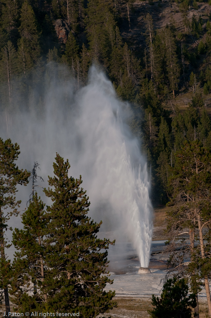 Behive Geyser Eruptions Between Trees   Upper Geyser Basin, Yellowstone National Park, Wyoming