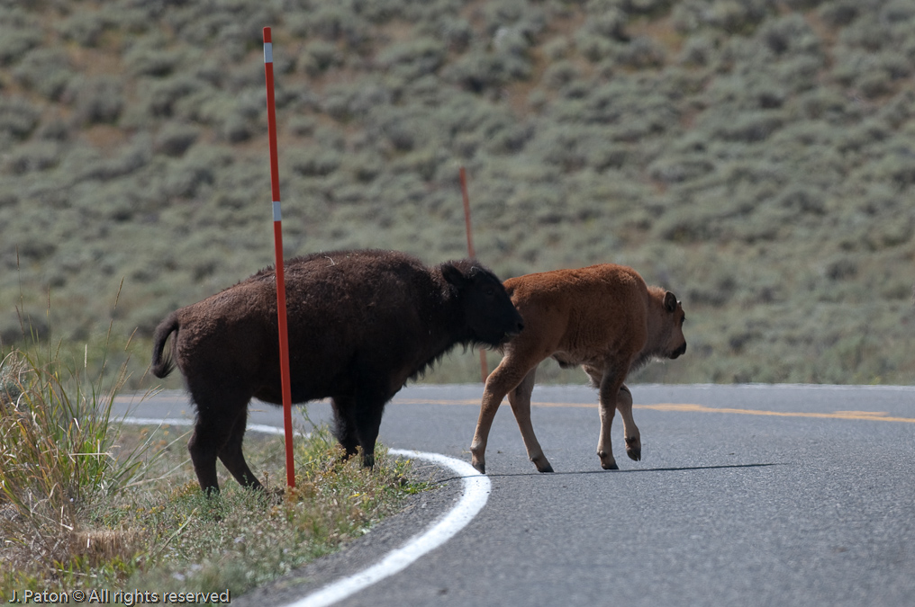 Heard Crossing the Road  