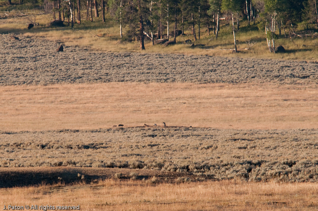 Adult and Pup Show Up   Lamar Valley, Yellowstone National Park, Wyoming