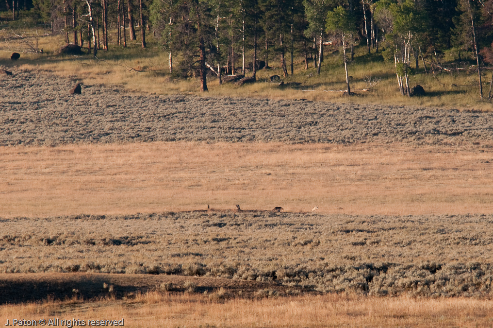 Pack Begins To Move Out   Lamar Valley, Yellowstone National Park, Wyoming