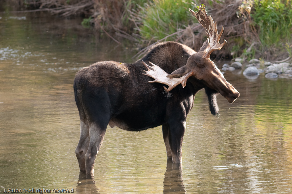 Itchy Moose   Moose Junction. Grand Teton National Park, Wyoming