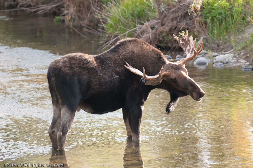 Itchy Spot Found!   Moose Junction. Grand Teton National Park, Wyoming