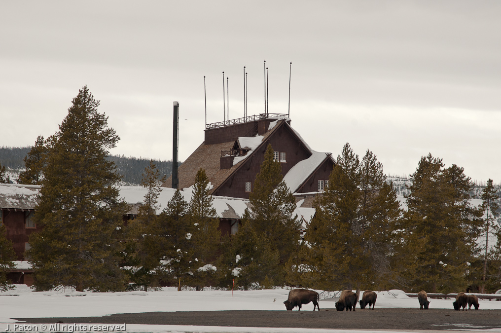 Bison and Old Faithful Inn   