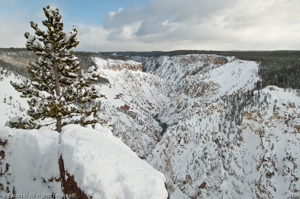 Downstream View of the Grand Canyon of the Yellowstone   Canyon Area, Yellowstone National Park, Wyoming