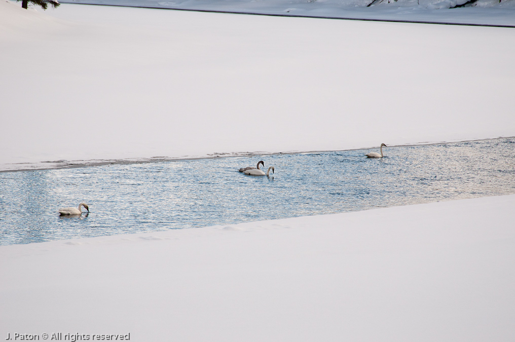 Trumpeter Swans   Canyon Area, Yellowstone National Park, Wyoming