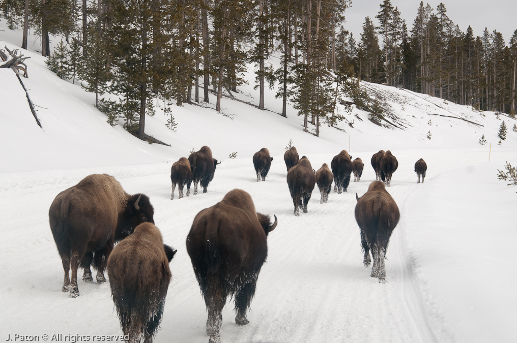 Bison Delay   Yellowstone National Park, Wyoming