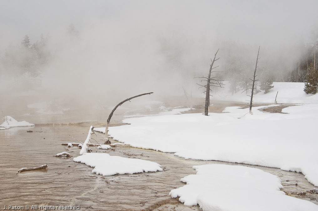 The Usual Dead Trees   Lower Geyser Basin, Yellowstone National Park, Wyoming