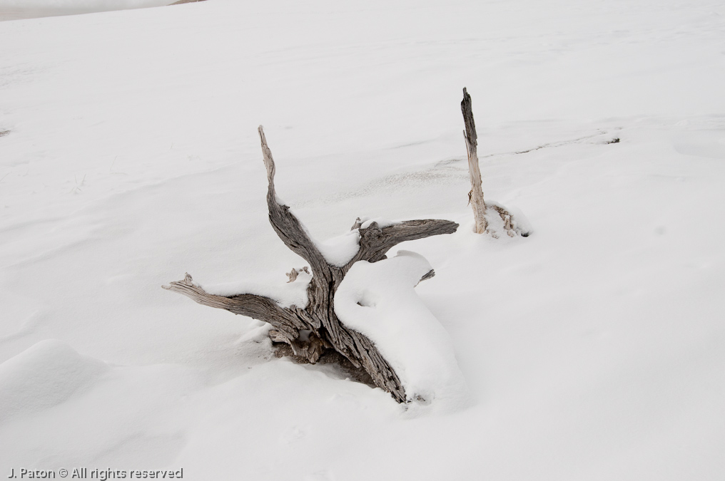 Driftwood-like   Lower Geyser Basin, Yellowstone National Park, Wyoming