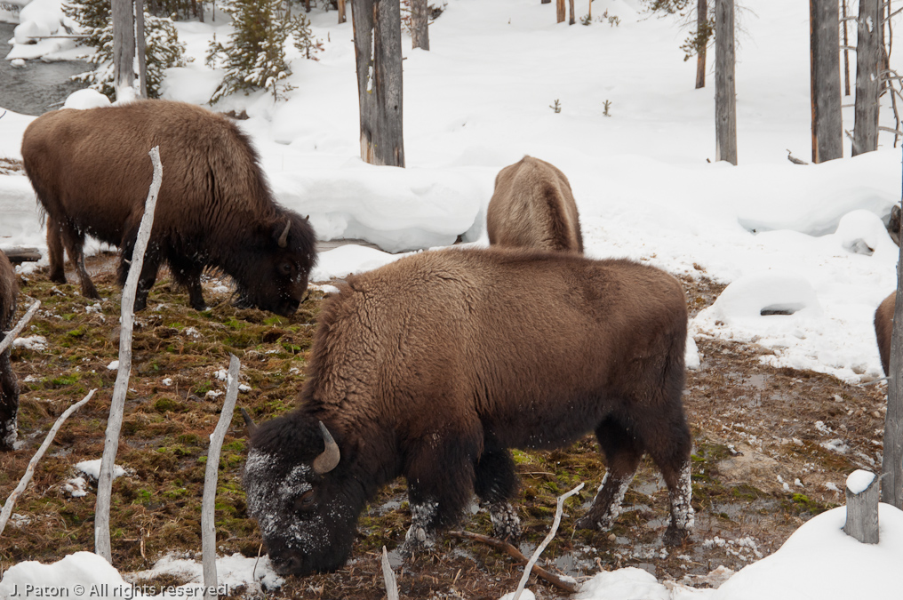 Bison   Yellowstone National Park, Wyoming