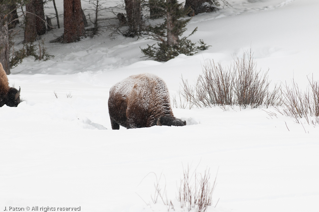 Bison    Yellowstone National Park, Wyoming