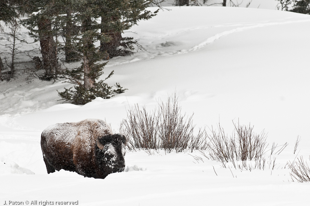 Bison Snow Mask   Yellowstone National Park, Wyoming