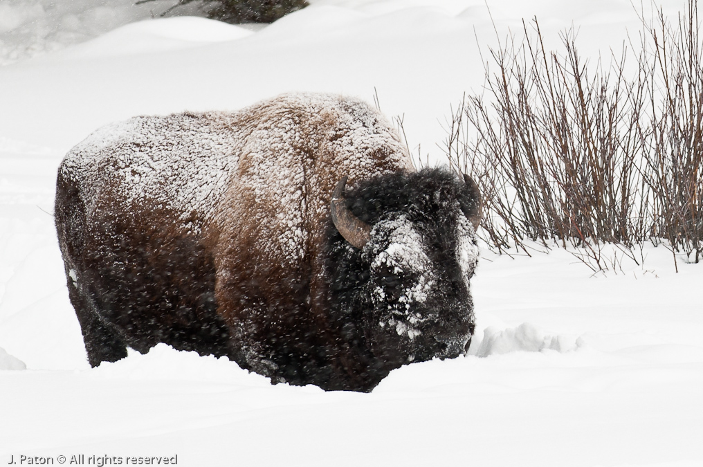 Bison Snow Mask   Yellowstone National Park, Wyoming